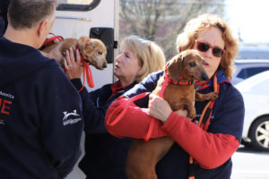 National Mill Rescue Dachshunds being taken off mobile adoption unit