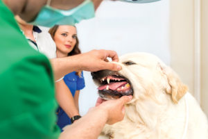 Dog undergoing a dental exam by a veterinarian.