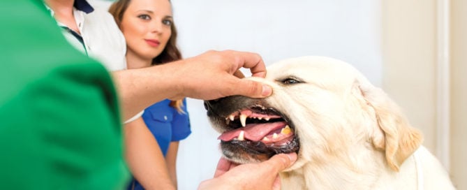 Dog undergoing a dental exam by a veterinarian.