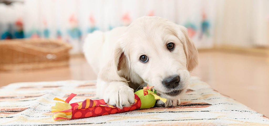 How To Puppy Proof Your Home