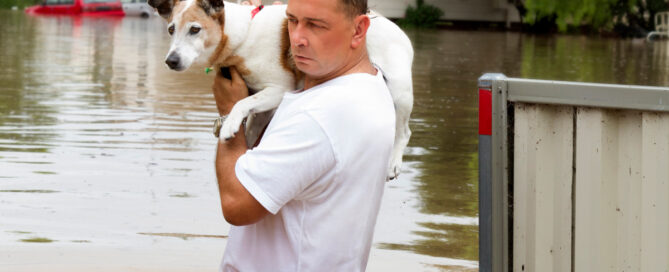 Dog Carried in Flood Waters