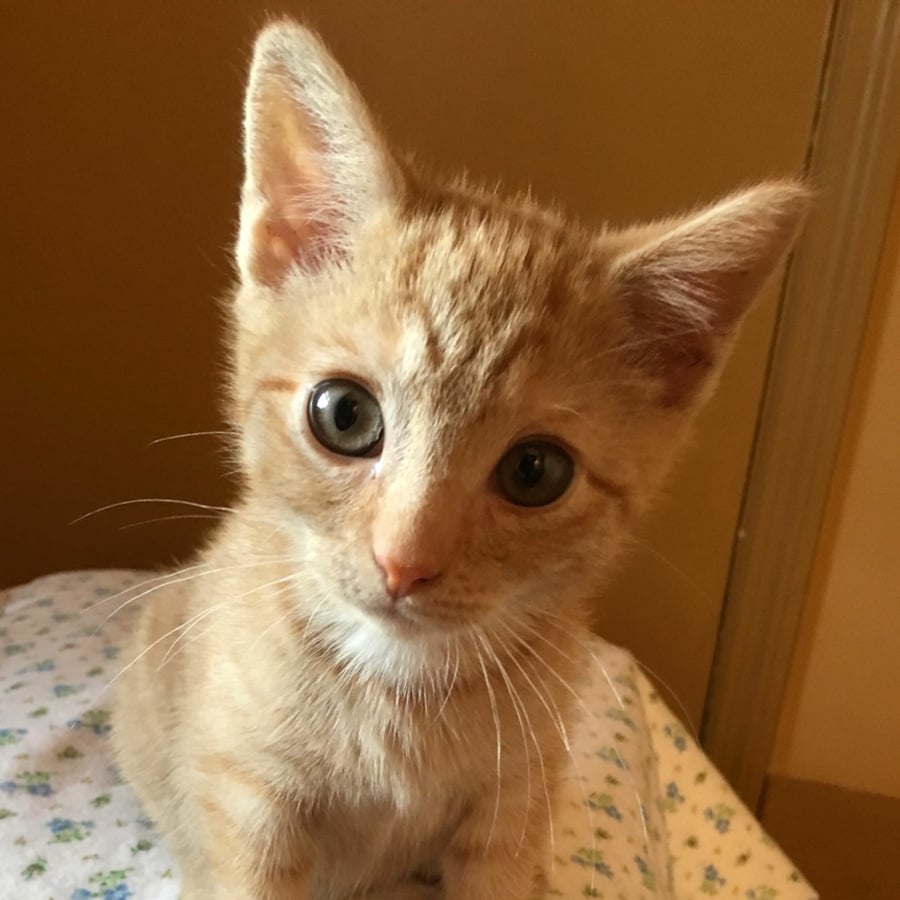 female orange tabby cat names