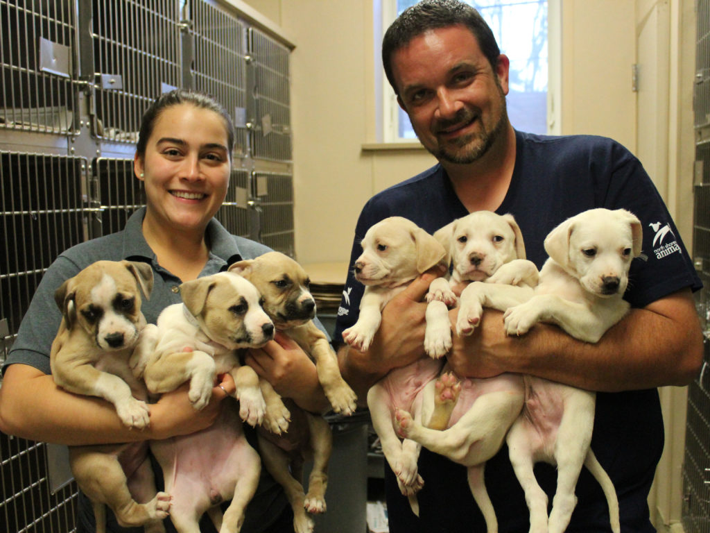 rescuehurricaneharveypitpuppies Animal League