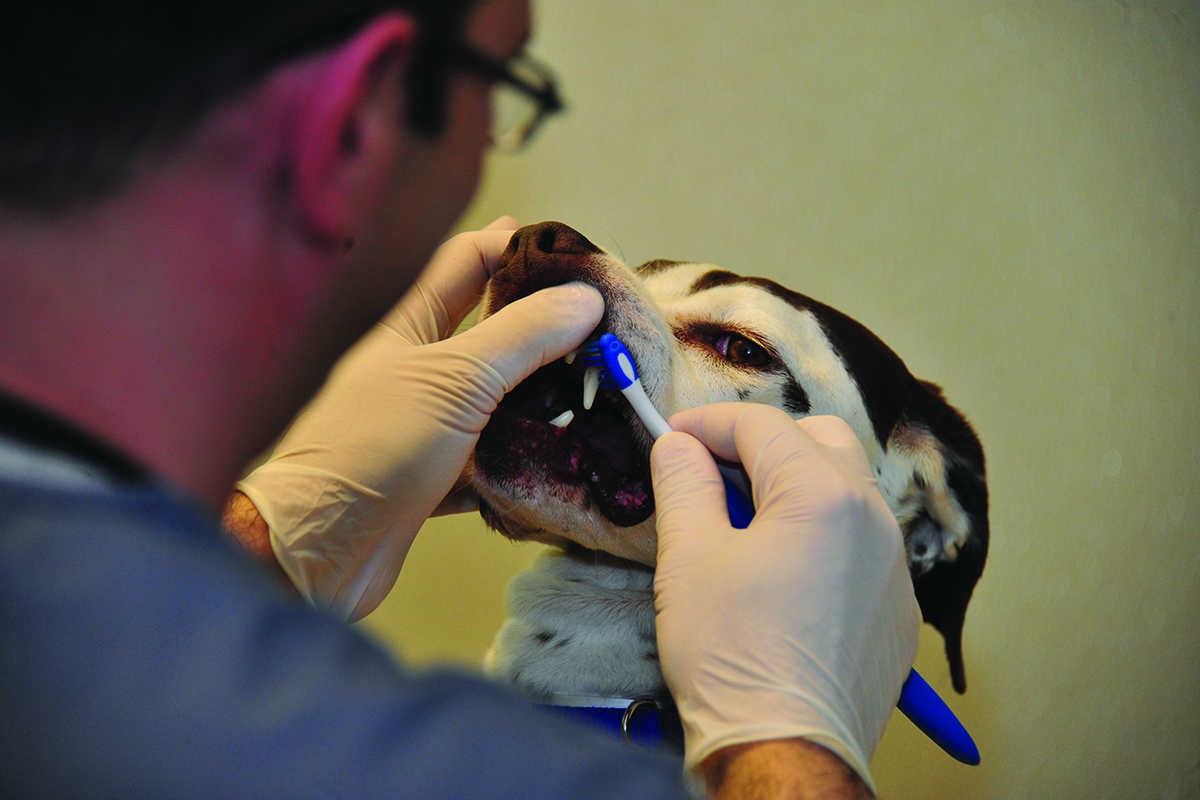 The Importance of Dental Health | Blog | Animal League