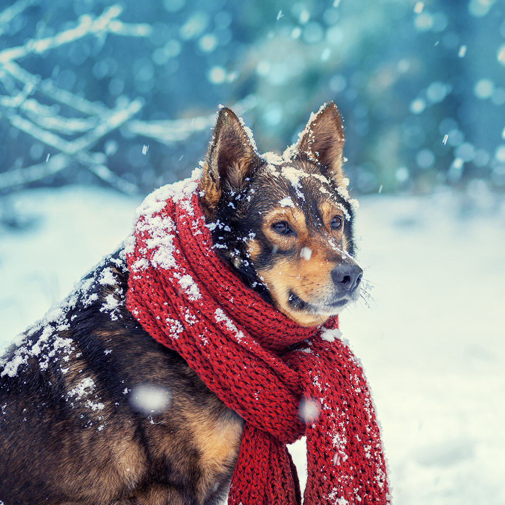 elegant absorptie wees stil Keep Your Pets Safe and Warm This Winter | Blog | Animal League