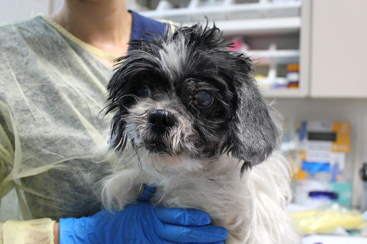 Rescue Forest Acc Adult Shih Tzu Img5741 082418 