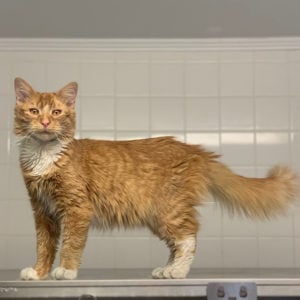 orange tabby cat long hair