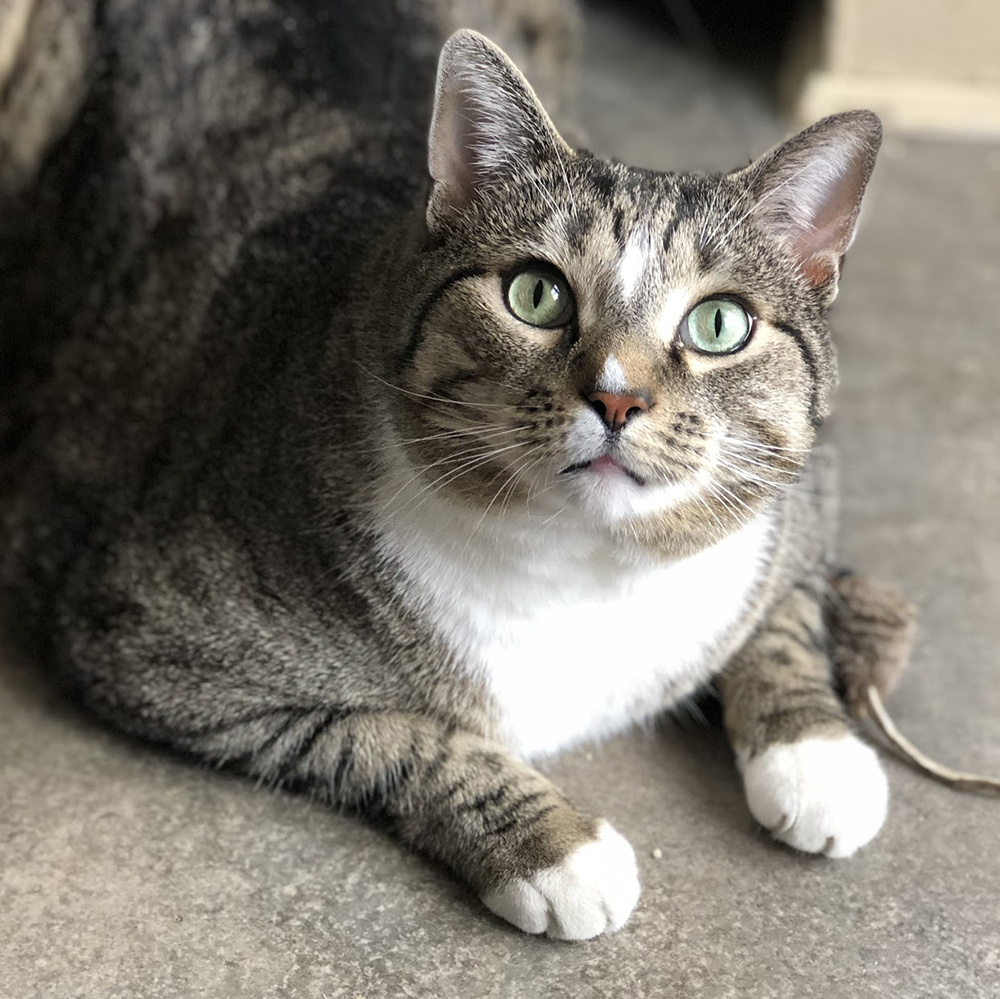 Ma3809 luscious adult male tabby white cat img2 Animal League