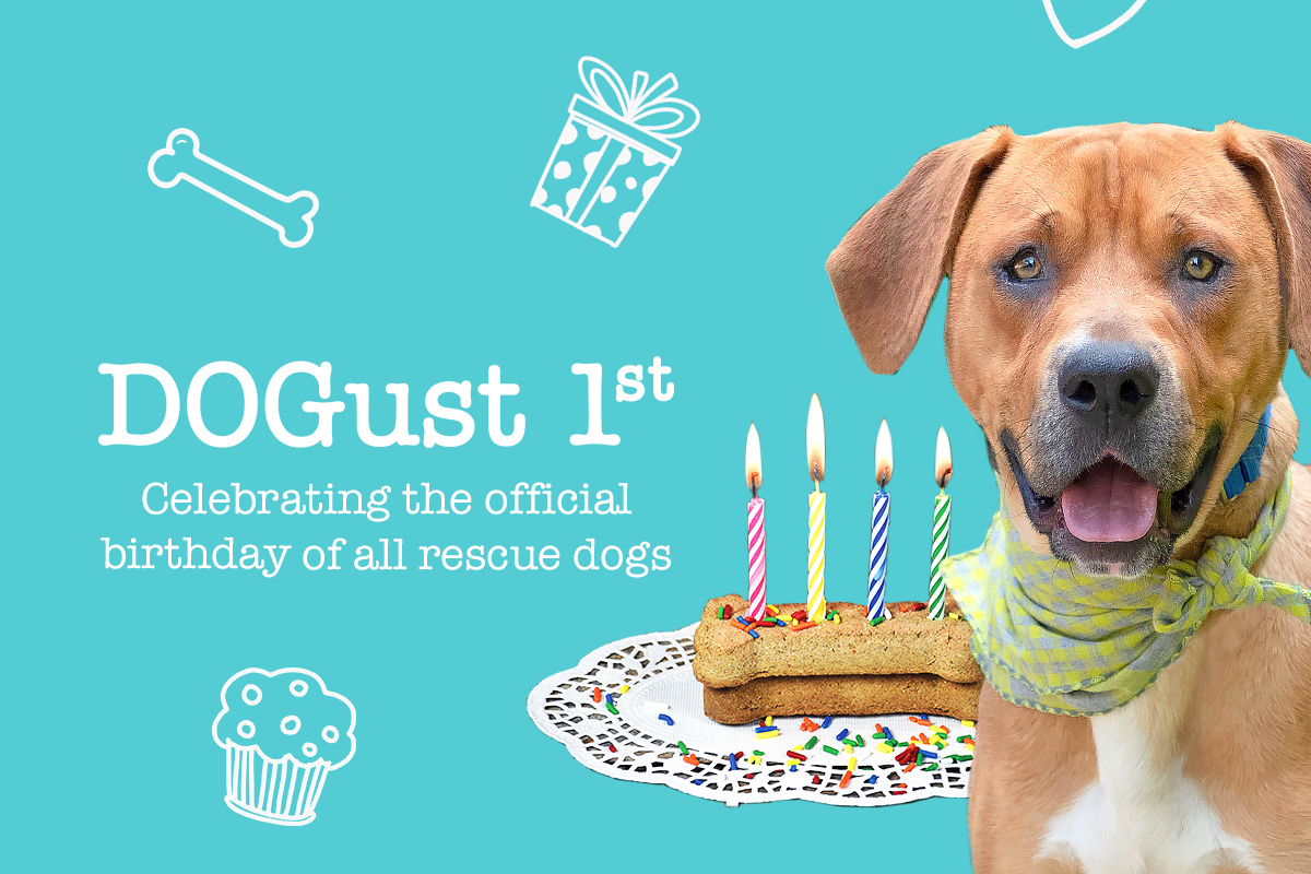 rescue dog birthday