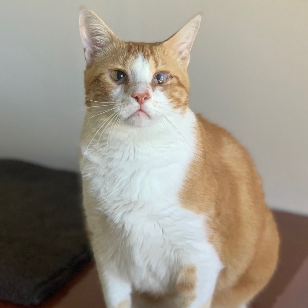 Adoptable Cats | Adirondack Region Cat Adoption Center | Animal League