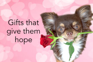 Gifts that give them hope for Valentines Day.
