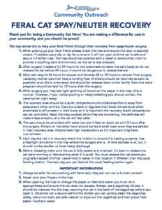 spay cats recovery