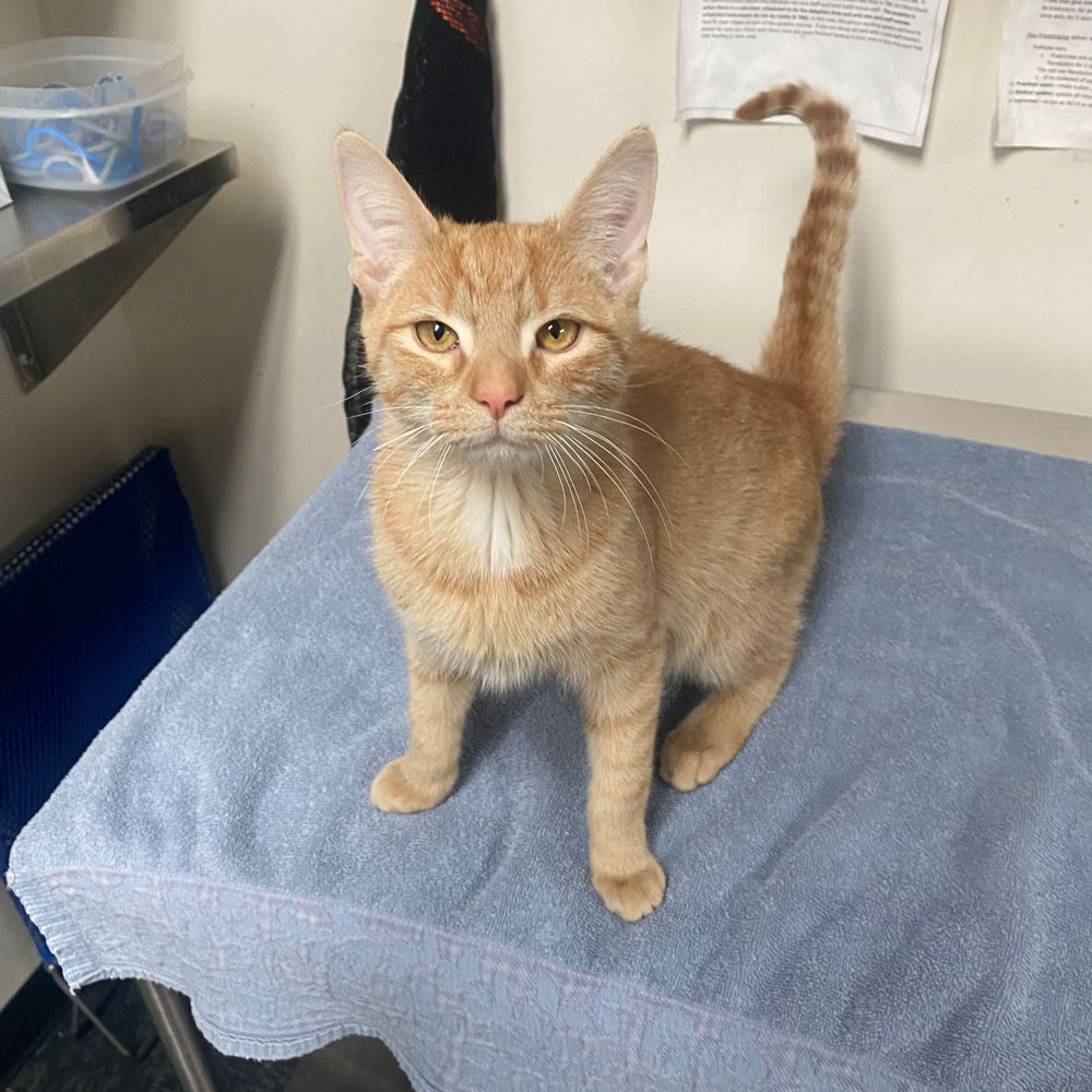 orange tabby cat for adoption