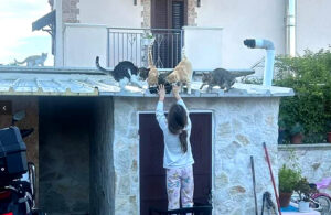 Mutt-i-grees® Curriculum Student Ambassador feeds stray cats in Bosnia.