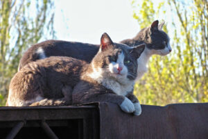 Feral cats in sun.