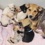 Mama Violet and her puppies, April 2024
