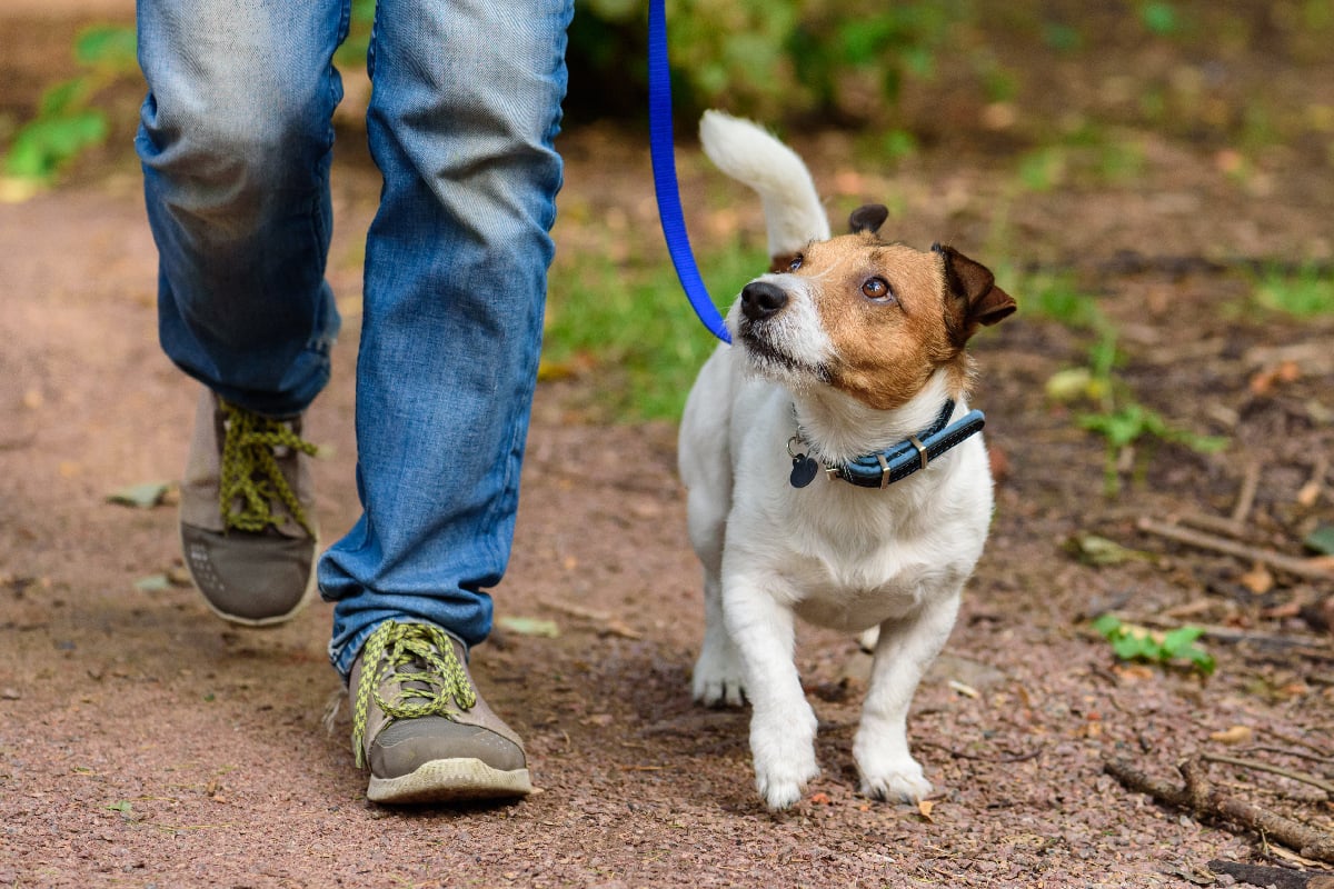 Hiking with Man's Best Friend