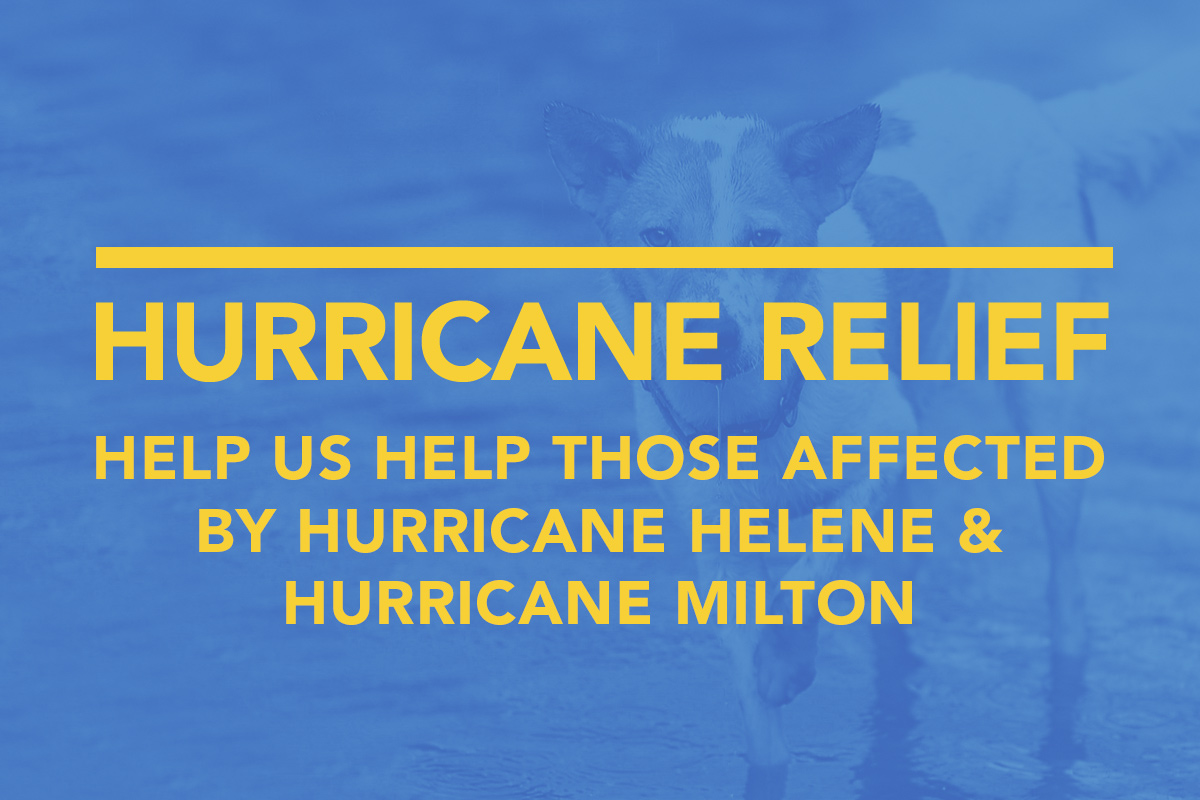 Hurricane Reduction for Shelter Companions | Emergency Rescue ...