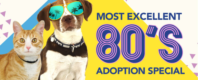 Most Excellent 80's Adoption Special