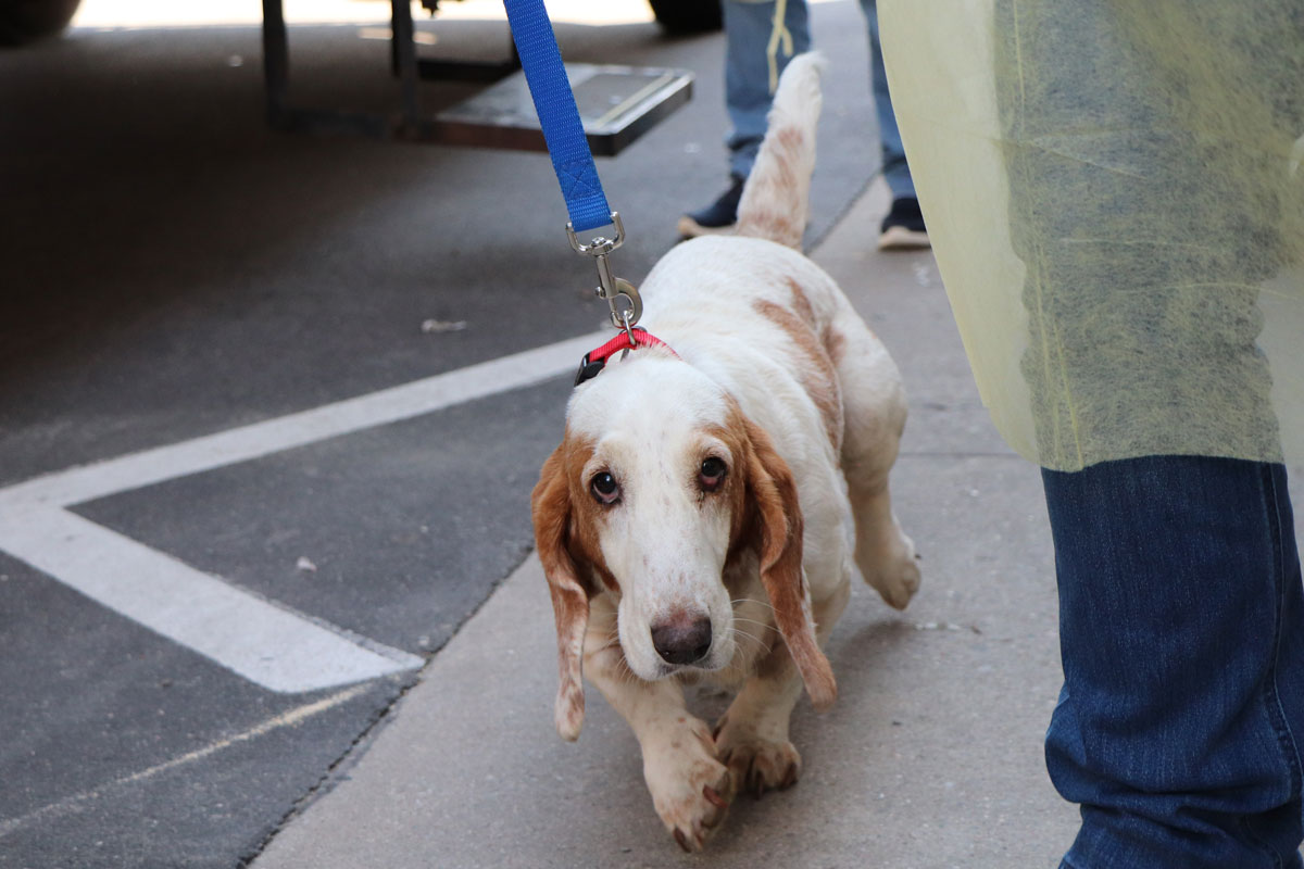 Rescue Dog and Partners Canine Arrival 10,9,2024