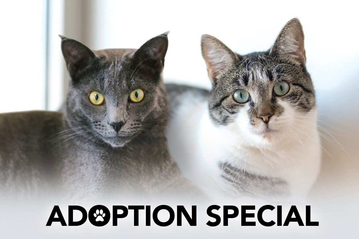 October Pussycat Adoption Particular | Undertake