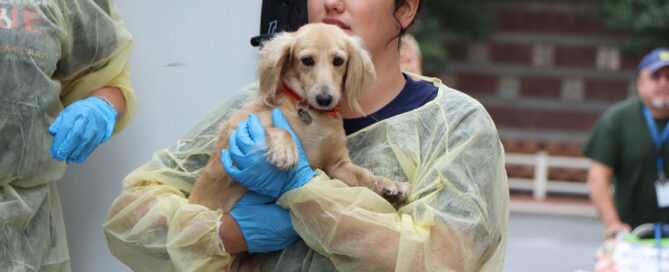 puppy mill rescue