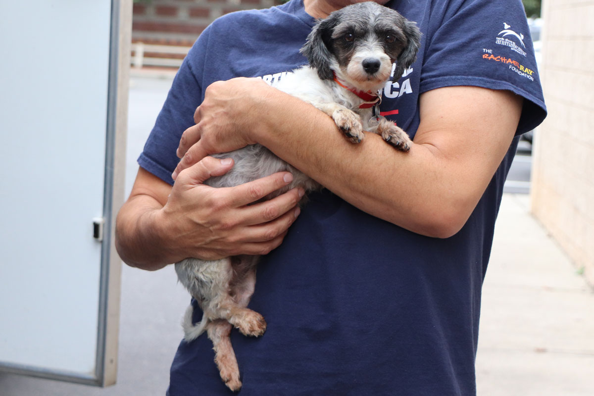 Puppy Mill Rescue Zoey Pregnant